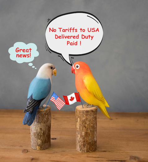 Bob White Quail - Pair 6/9"H - Hand Carved | Bird