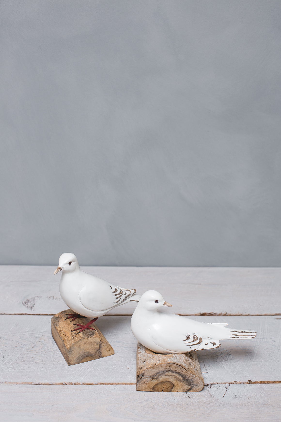 White Dove Resting
