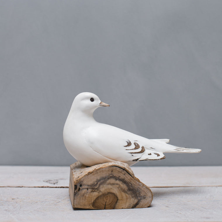 White Dove Resting